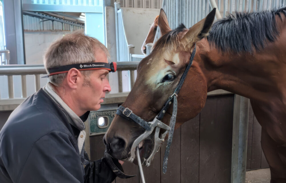 equine vet helping to treat a horse in a stable